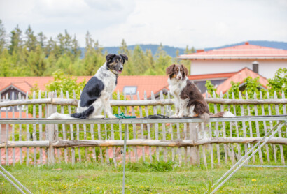 Ein Guide für den Urlaub mit Hund im Bayerischen Wald