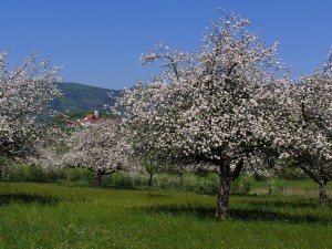 Apfelblüte im Lallinger Winkel