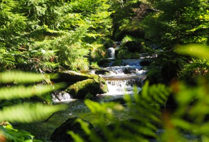 Ökologisch gut: Grünes Reisen im Bayerischen Wald