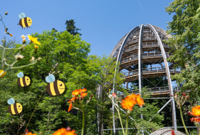 Höchste Zeit für Bienen – Aktionstage auf dem Baumwipfelpfad Bayerischer Wald