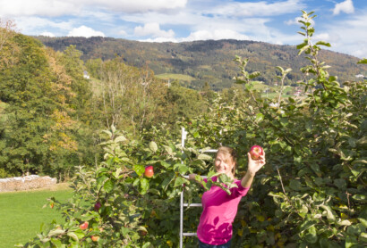 Seltene Äpfel von alten Streuobstwiesen entlang des Gunthersteigs