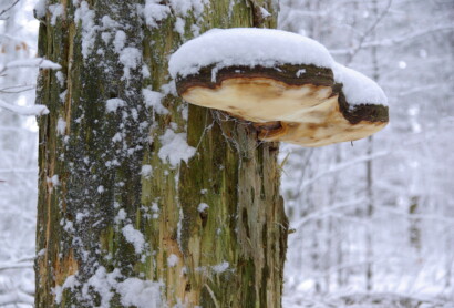 Baumpilz im Winter im Nationalpark Bayerischer Wald